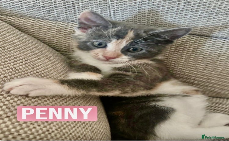 Mixed Breed cats - Advert 5
