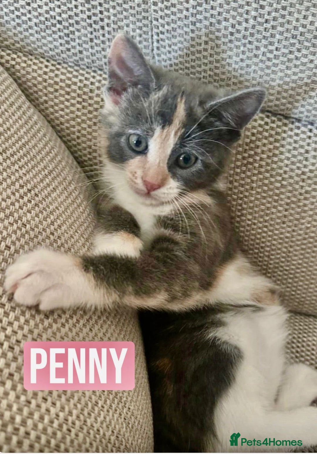 Mixed Breed cats for sale: SWEET PENNY LOOKING FOR HER FAMILY ! - Image 1