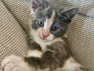 Mixed Breed cats for sale - Advert 1