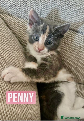 Mixed Breed cats - Advert 12