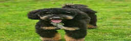 Labradoodle dogs for sale: Beautiful F1B Labradoodle Puppies  - Advert 16