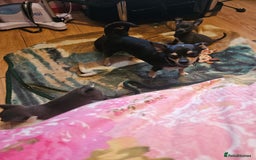 Pomchi dogs for sale: Pomchi puppy girl - Image 4