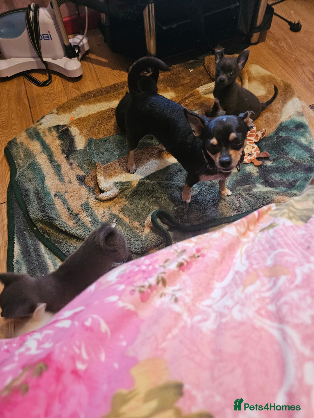 Pomchi dogs for sale: Pomchi puppy girl - Image 4