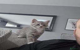 Mixed Breed cats for sale: Grey kittens  - Image 13
