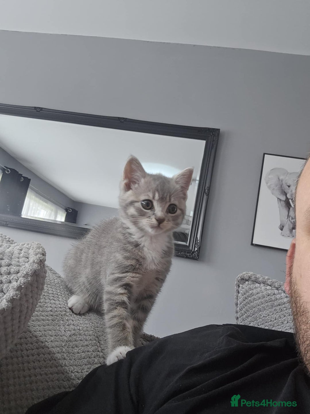 Mixed Breed cats for sale: Grey kittens  - Image 13