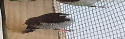 Finches birds for sale: gouldian finches  x  bengalise  - Advert 4