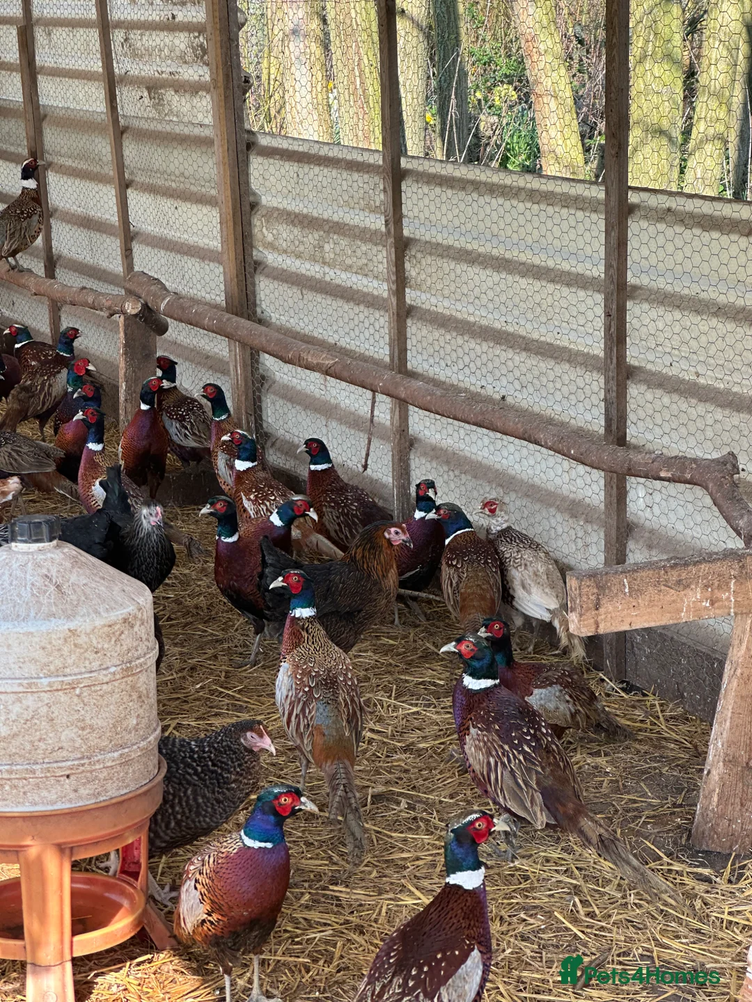 Mixed Breed poultry for sale: 💛 Ring Neck pheasant & quails & Chicken  - Advert 2