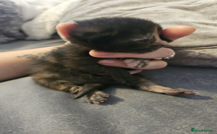 Mixed Breed cats - Advert 1