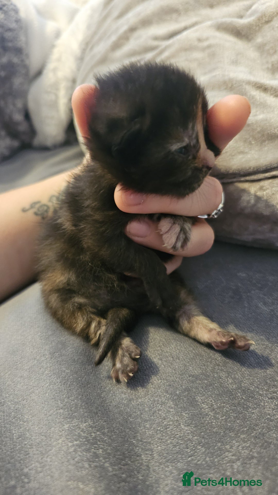 Mixed Breed cats for sale: Calico kittens  - Image 8