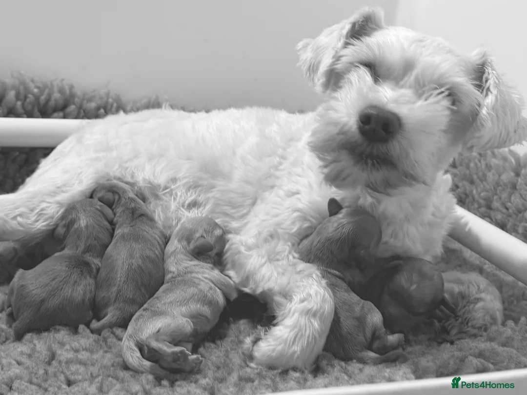 Schnoodle dogs for sale: F1 Toy Mega Coat Schnoodles - Advert 5