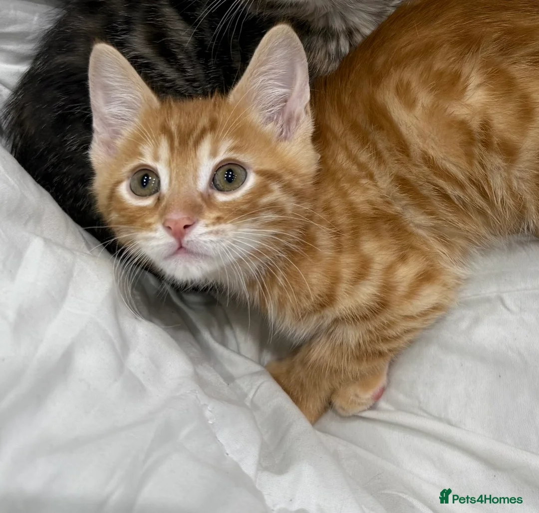 Mixed Breed cats for sale: cute tabby kittens - Advert 3