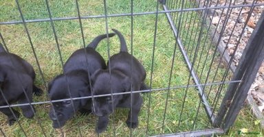 Labrador Retriever dogs - Advert 4