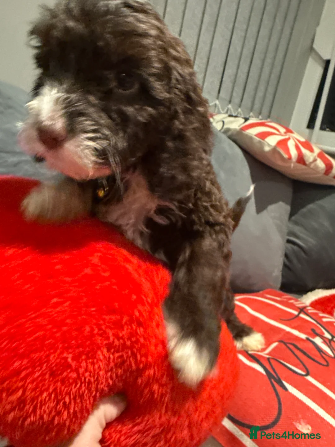 Cockapoo dogs for sale: Miniature f1 Cockapoos puppies - Advert 40