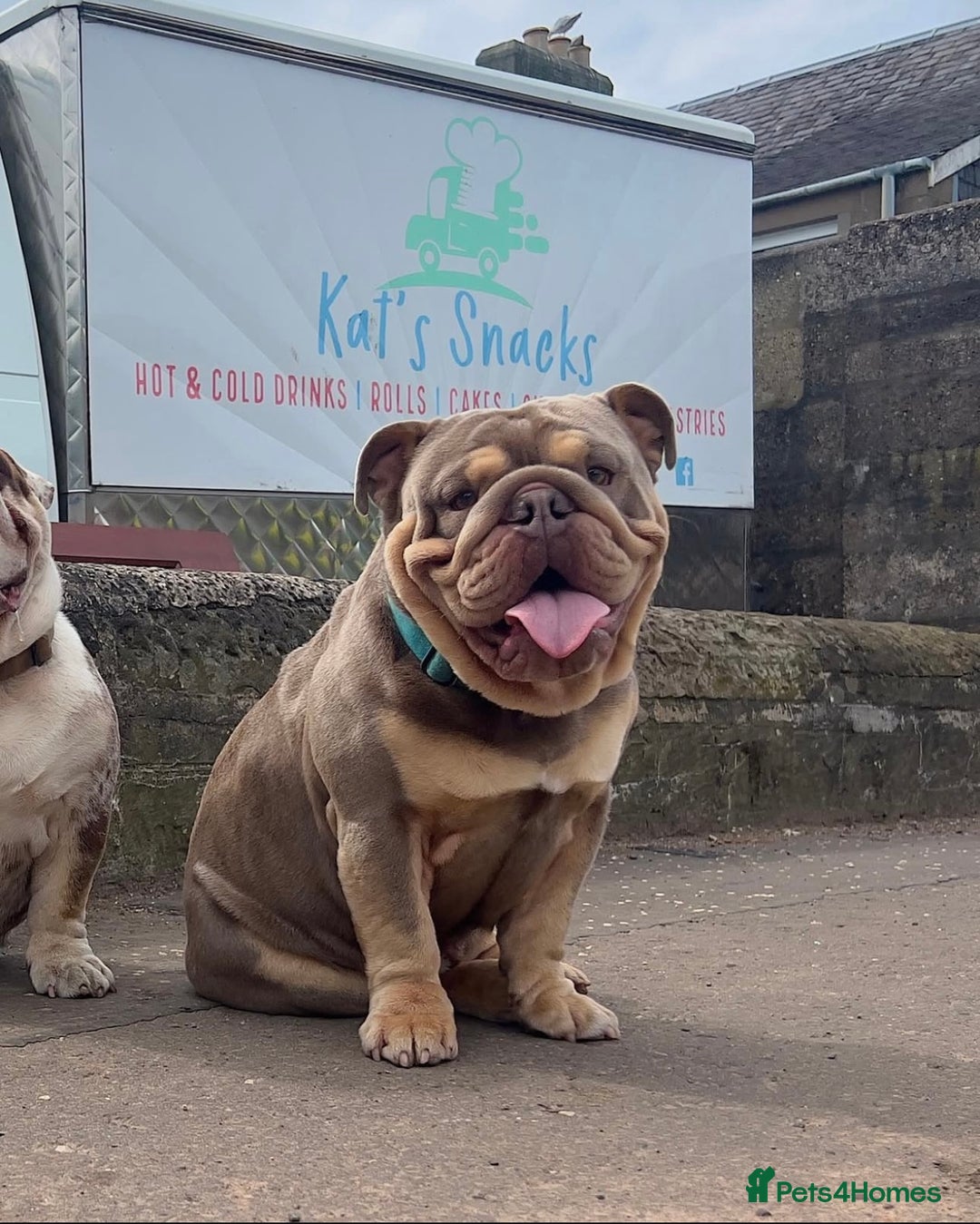 English Bulldog dogs for sale: English bulldog puppies - Advert 40