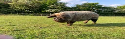 Pig livestock for sale: Three Much-Loved Kunekune Pigs Seeking a New Home - Advert 4