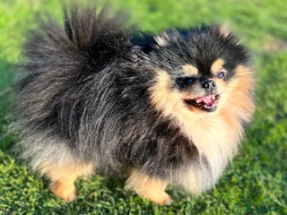Pomeranian dogs in Chertsey - Advert 28