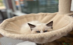 Ragdoll cats for sale: Gorgeous litter of bicolour kittens GCCF reg - Image 3