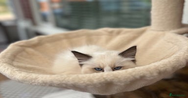 Ragdoll cats - Advert 5