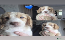 Cockapoo dogs for sale: Beautiful cockapoo’s  - Image 2