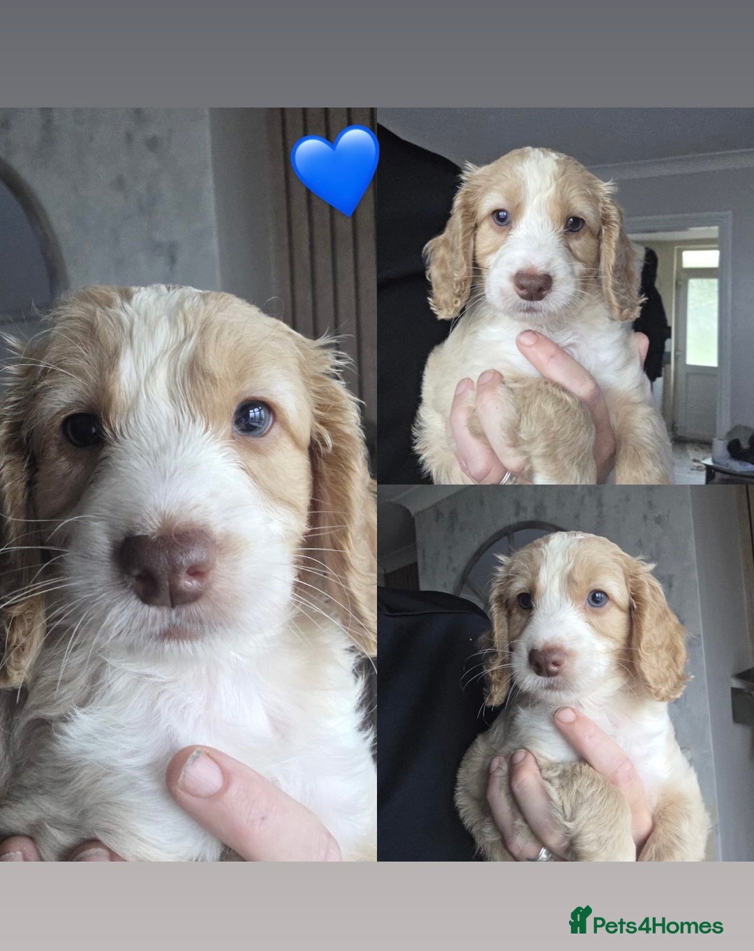 Cockapoo dogs for sale: Beautiful cockapoo’s  - Image 2
