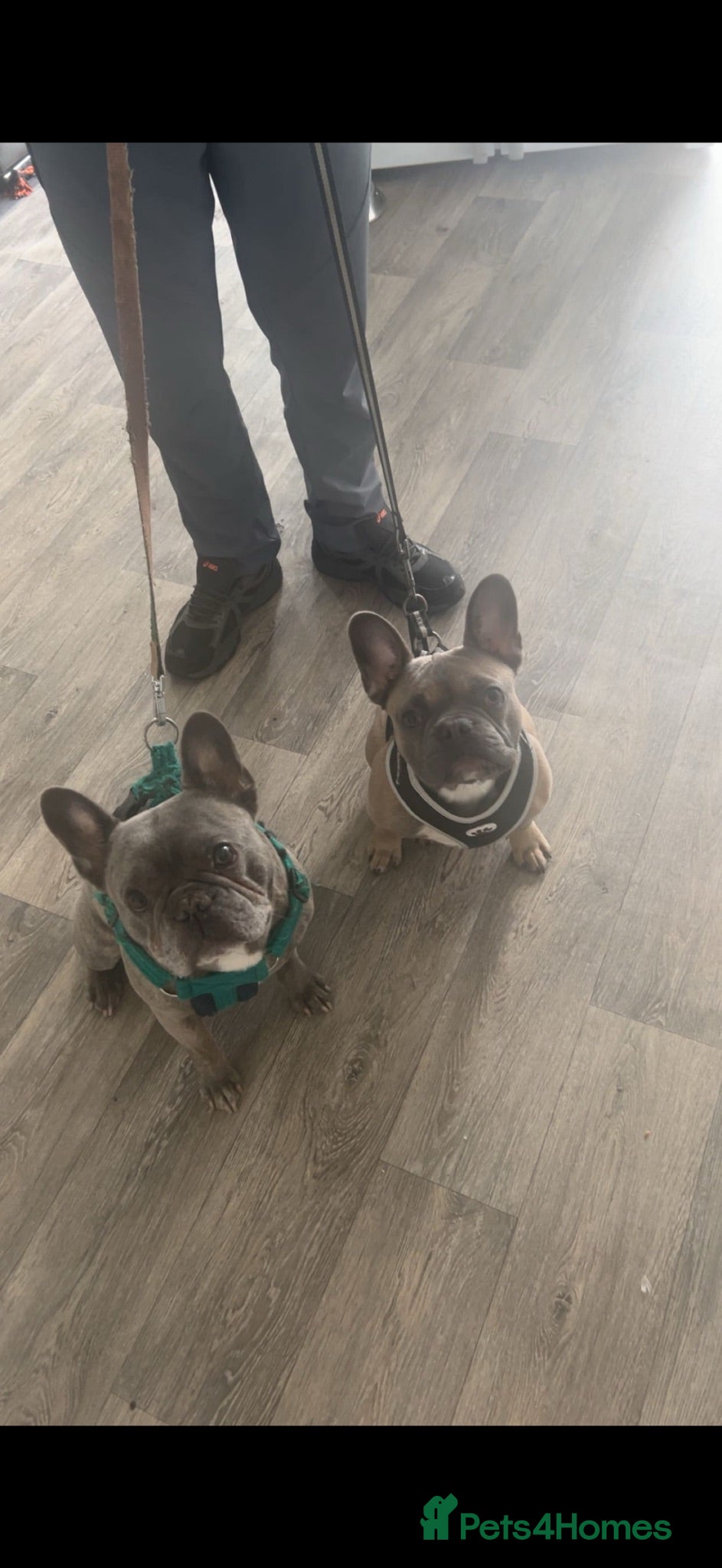 French Bulldog dogs Dog for stud - Advert 1