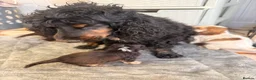 Cocker Spaniel dogs for sale: Show cocker spaniel  - Advert 2