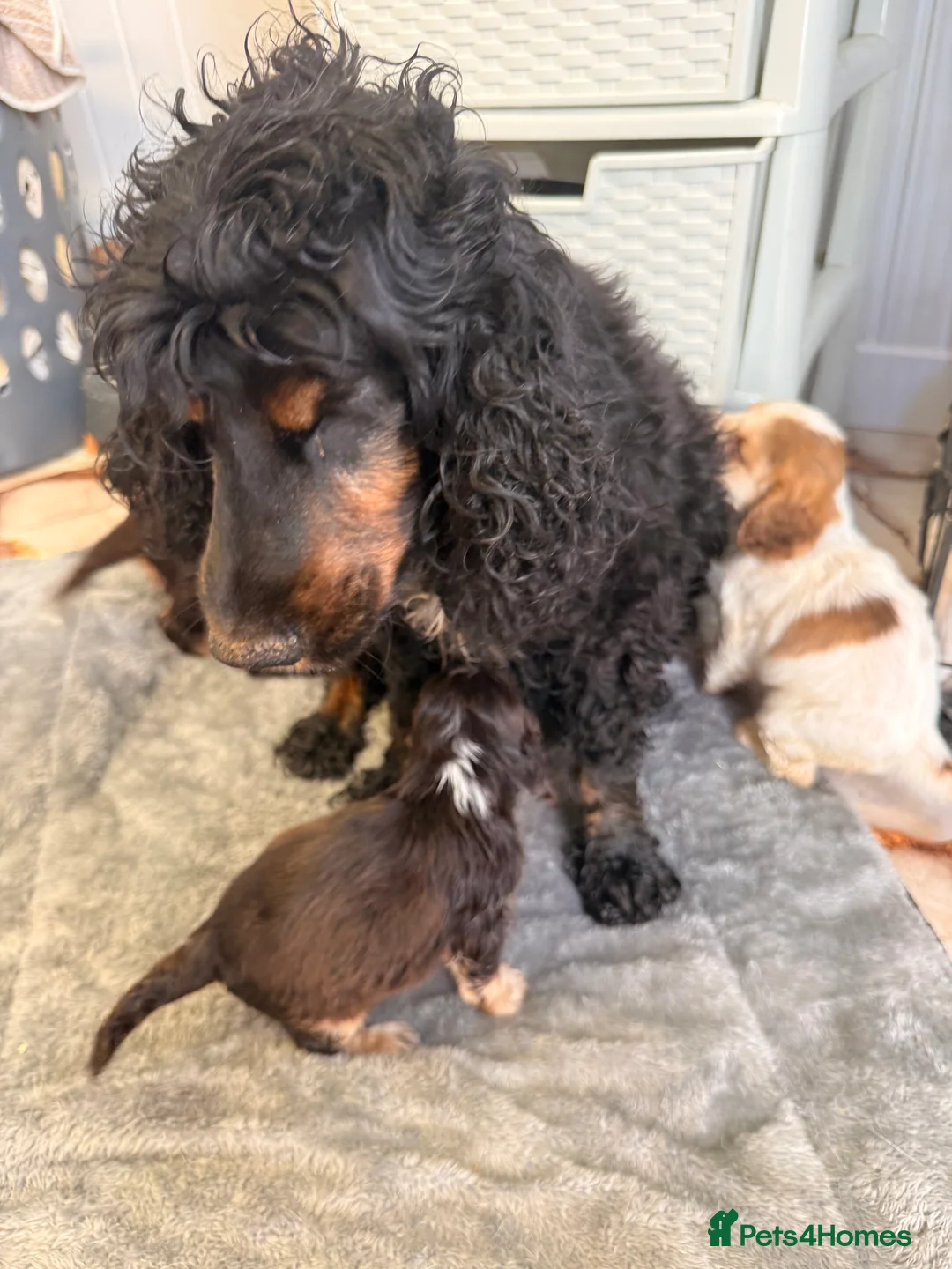 Cocker Spaniel dogs for sale: Show cocker spaniel  - Advert 2