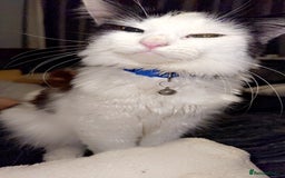 British Shorthair cats for sale: One male and female British short haired  - Image 4