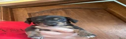 Miniature Dachshund dogs for sale: Miniature dachshund puppies - beautiful  - Advert 14