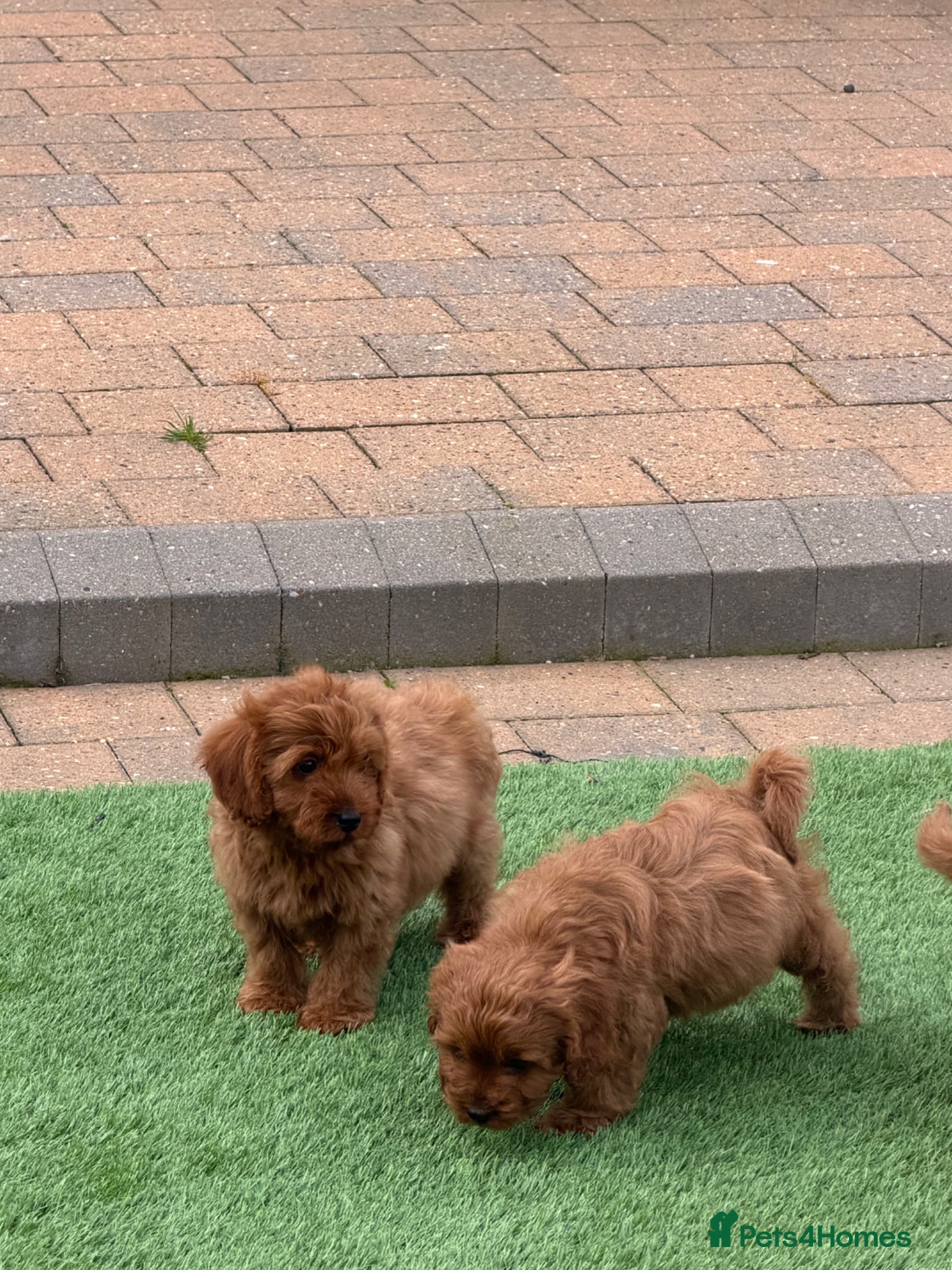 Cavapoo dogs F1 health tested Cavapoos  - Advert 1