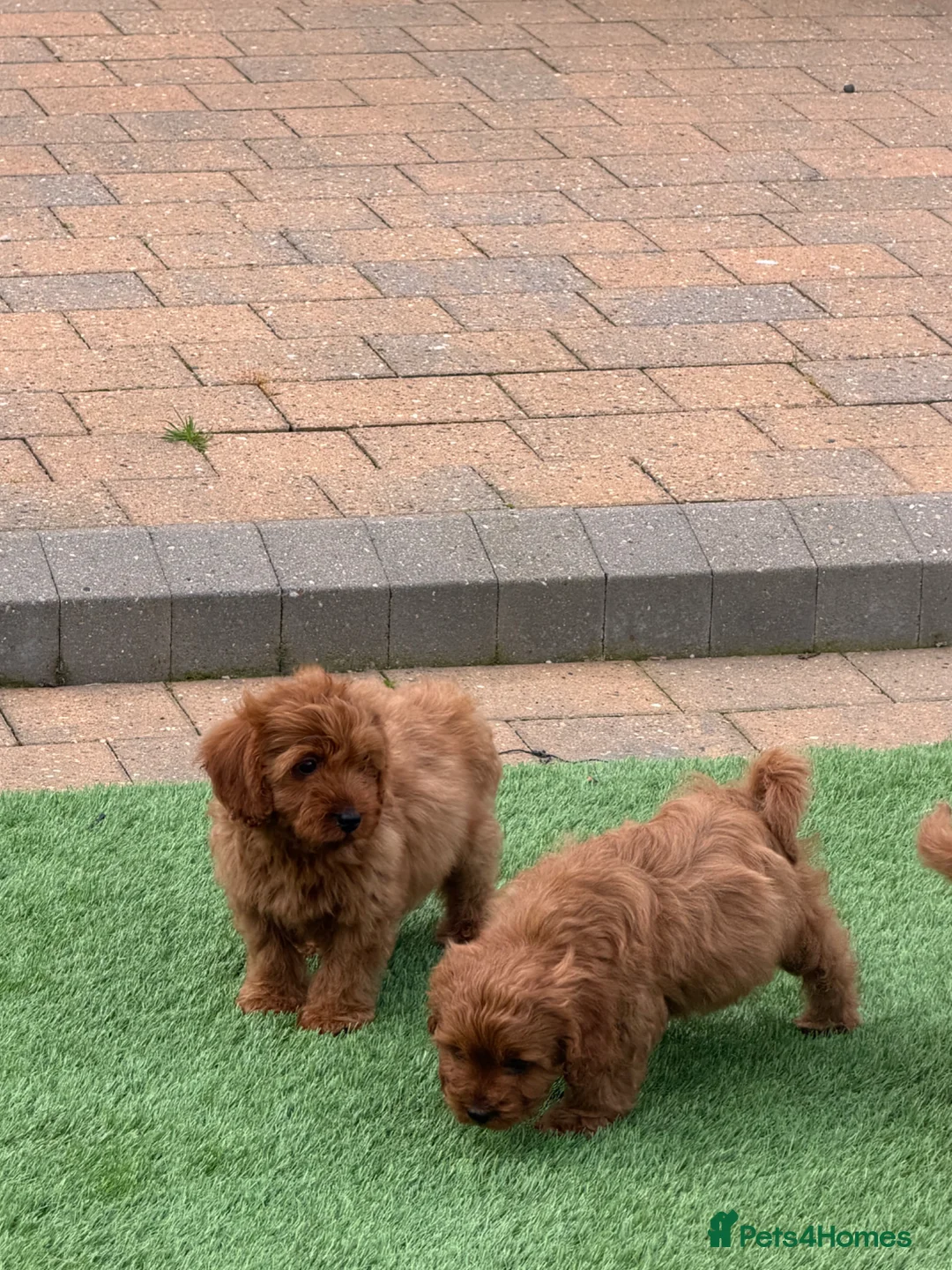 Cavapoo dogs for sale: F1 health tested Cavapoos  - Advert 1