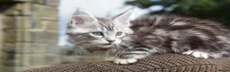 Maine Coon cats for sale: Xl Maine coon kittens parents Russian imports  - Advert 21