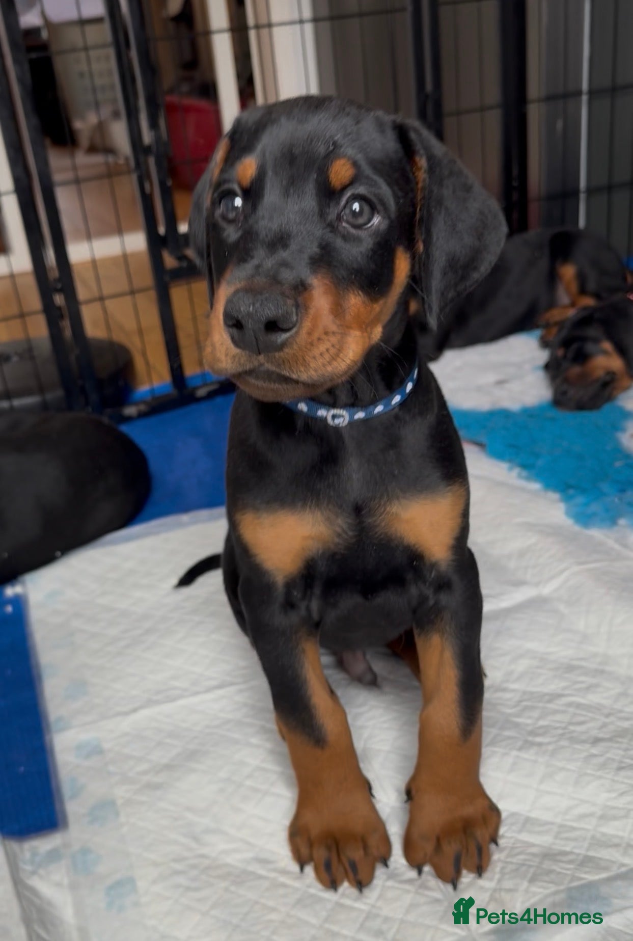 Dobermann dogs for sale: Last black boy Available  - Advert 2