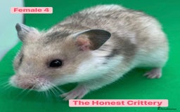 Hamster rodents for sale: Syrian Hamsters - Image 5