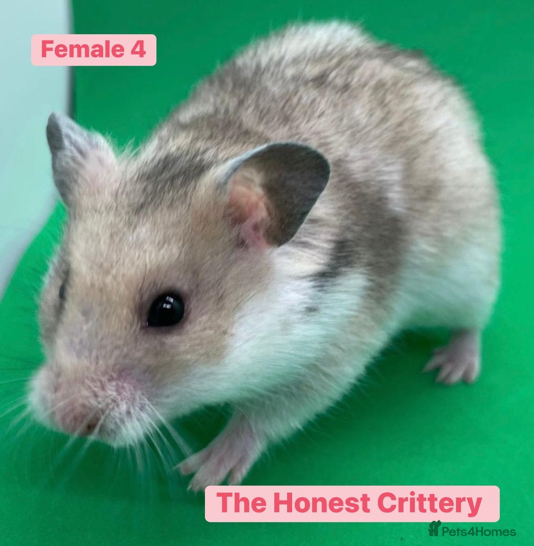 Hamster rodents for sale: Syrian Hamsters - Image 5