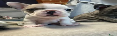 Grey collar puppy - lilac
