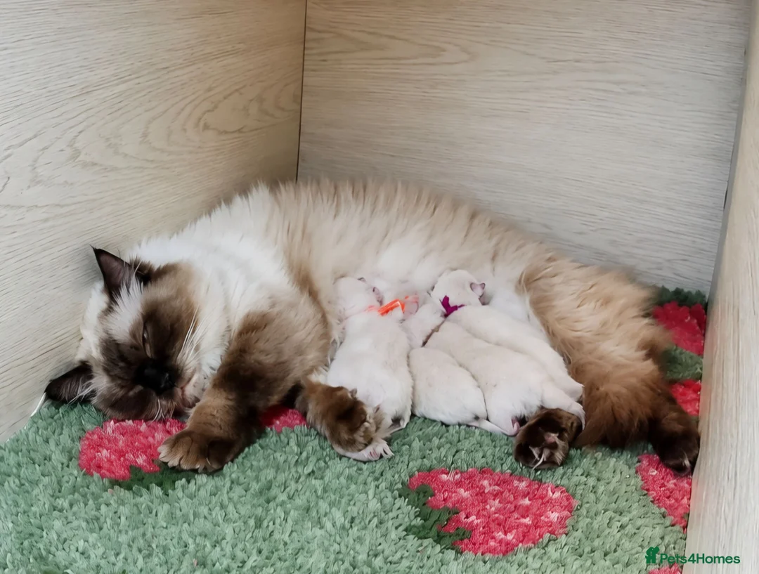 Ragdoll cats for sale: Beautiful TICA Ragdoll Kittens  - Advert 1