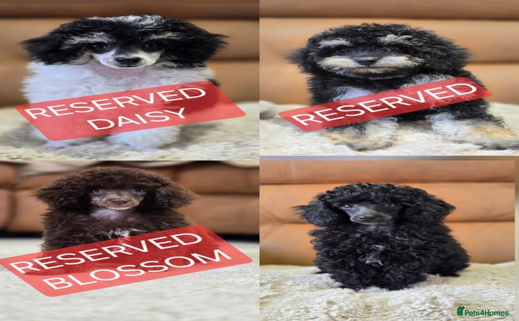 Toy Poodle dogs - Advert 10