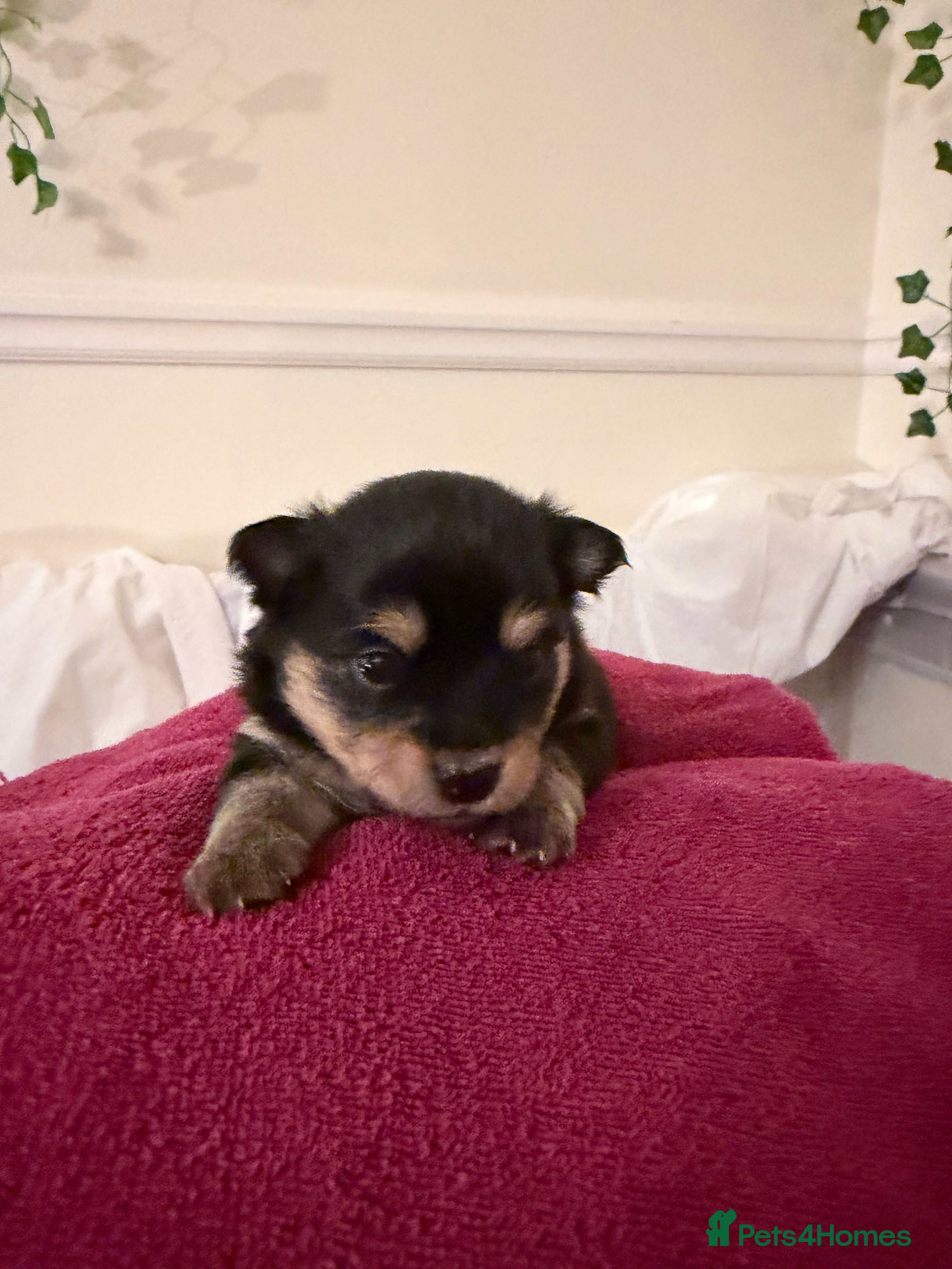 Pomeranian dogs Cute puppies need there forever home  - Advert 1