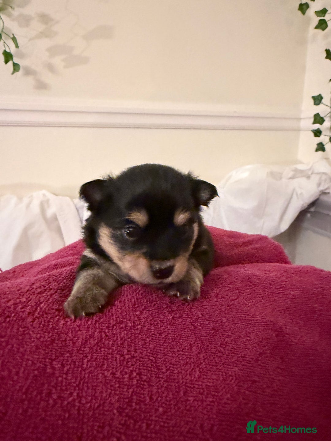 Pomeranian dogs for sale: Cute puppies need there forever home  - Advert 1