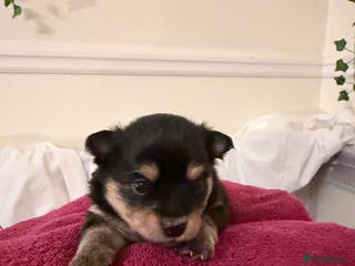 Pomeranian dogs Cute puppies need there forever home - Advert 1