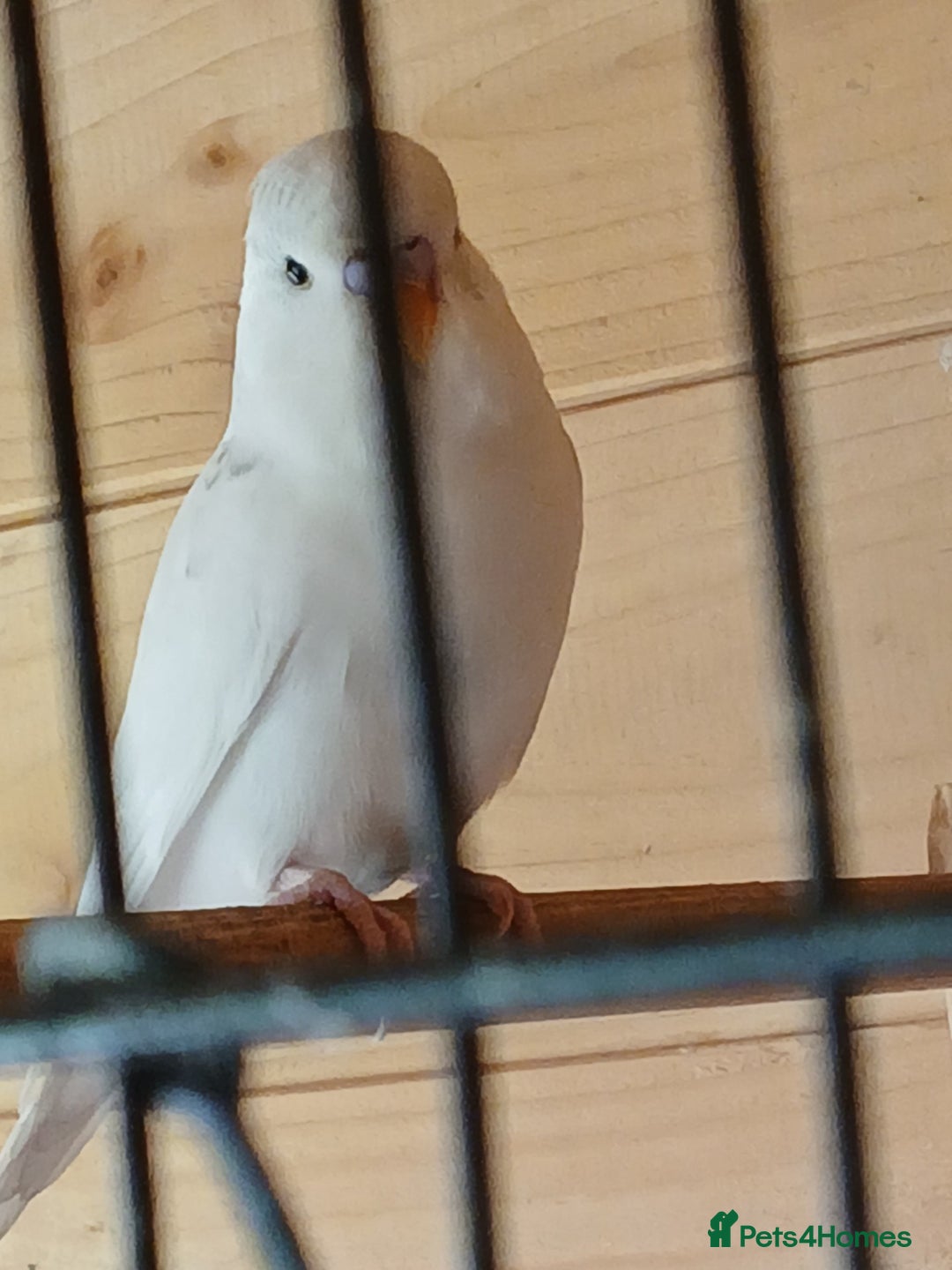 Budgerigars birds for sale: Beautiful baby budgies ready for rehoming - Image 7