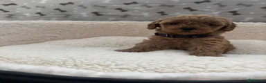 Cavapoo Puppy 4