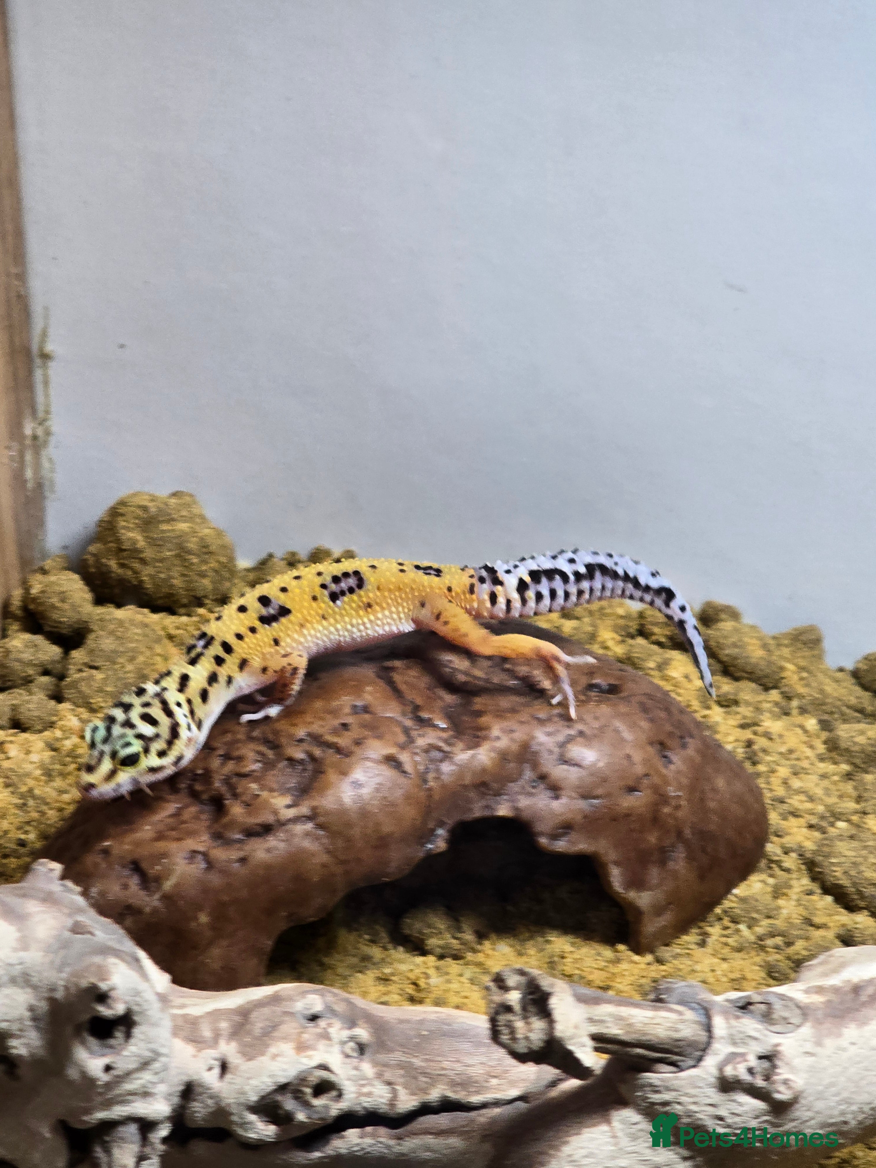 Mixed Breed reptiles Female Leopard gecko  - Advert 1