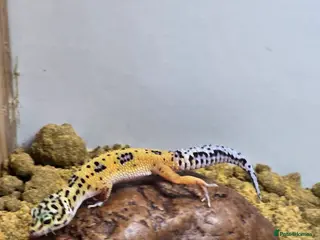 Mixed Breed reptiles Female Leopard gecko - Advert 1