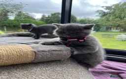 British Shorthair cats for sale: British Shorthair Kittens - Image 12