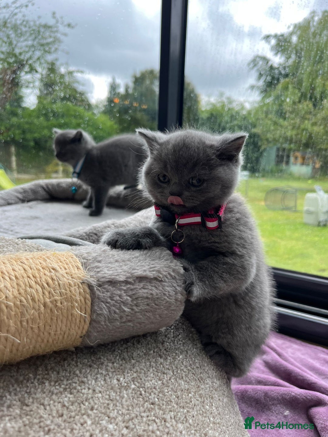 British Shorthair cats for sale: British Shorthair Kittens - Image 12