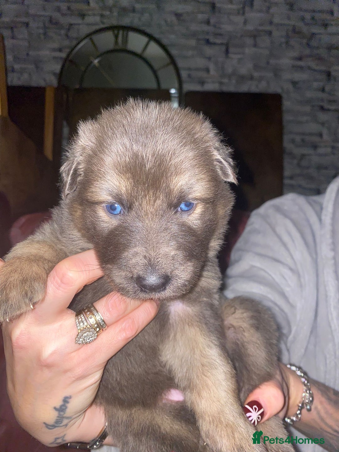 German Shepherd dogs for sale: Blue eyed long hair, blue German shepherds - Advert 3