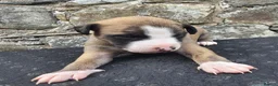 Whippet dogs for sale: Beautiful whippets  in Machynlleth - Advert 16