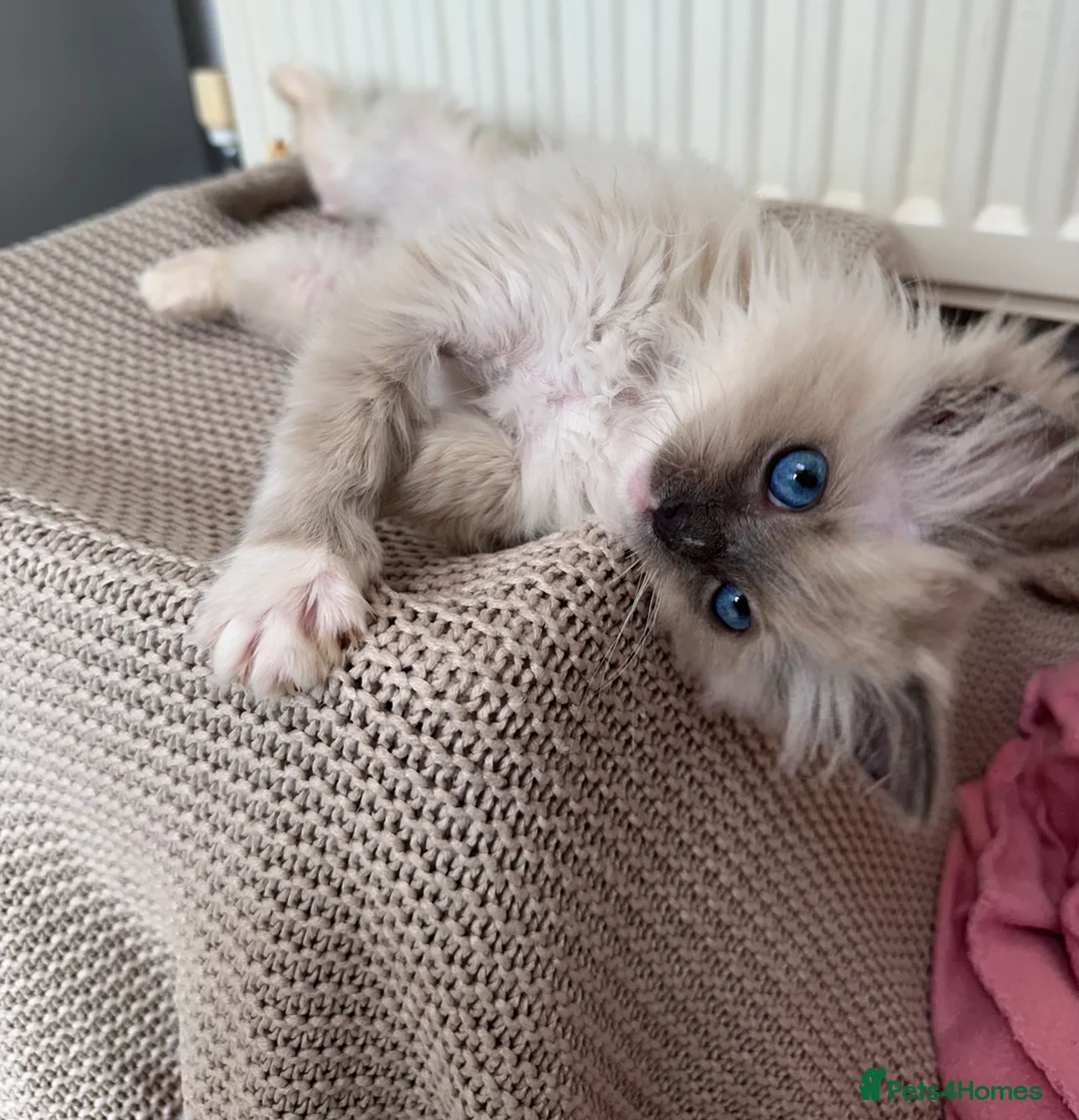 Ragdoll cats for sale: Purebred champion blood line ragdolls - Advert 8